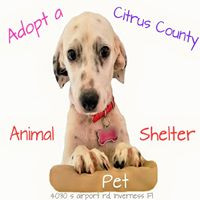 Adopt a Citrus County Animal Shelter Pet